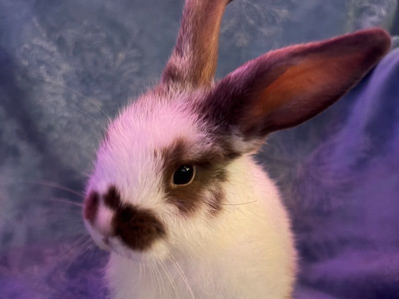 Brisket - Holland Lop | Petmeetly
