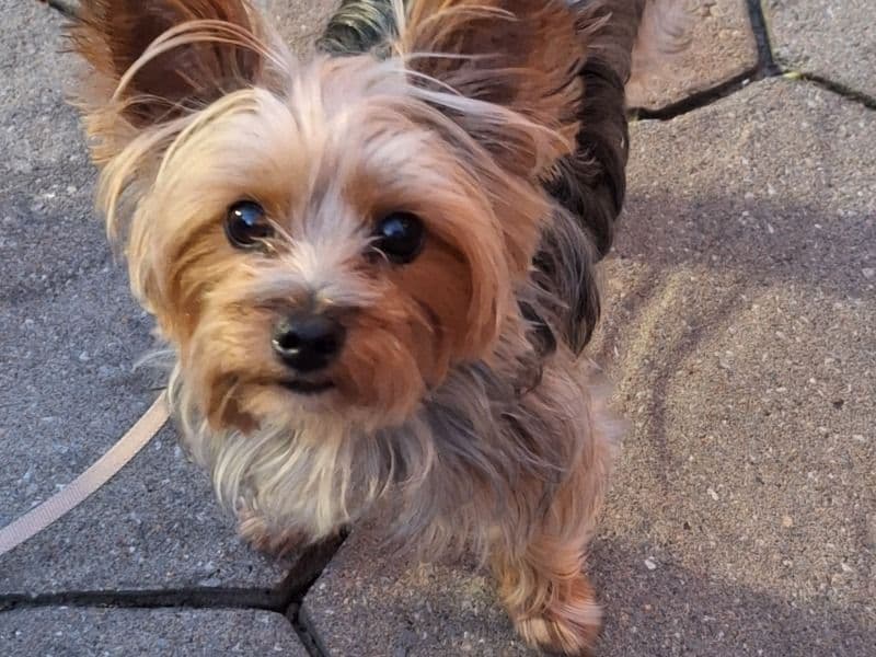 Bella primary photo