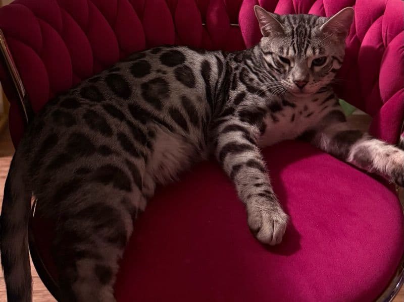 Bengal 6 months old male named Cash for breeding in Harris County, Texas | Petmeetly