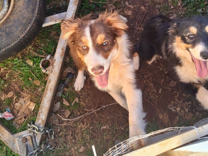 Border Collie 1 year old male medium named Luffy for sale in Toowoomba Regional, Queensland | Petmeetly