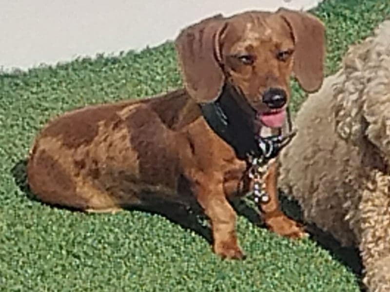Miniature Dachshund 9 months old female small named Mirabelle for breeding in Tarrant County, Texas | Petmeetly