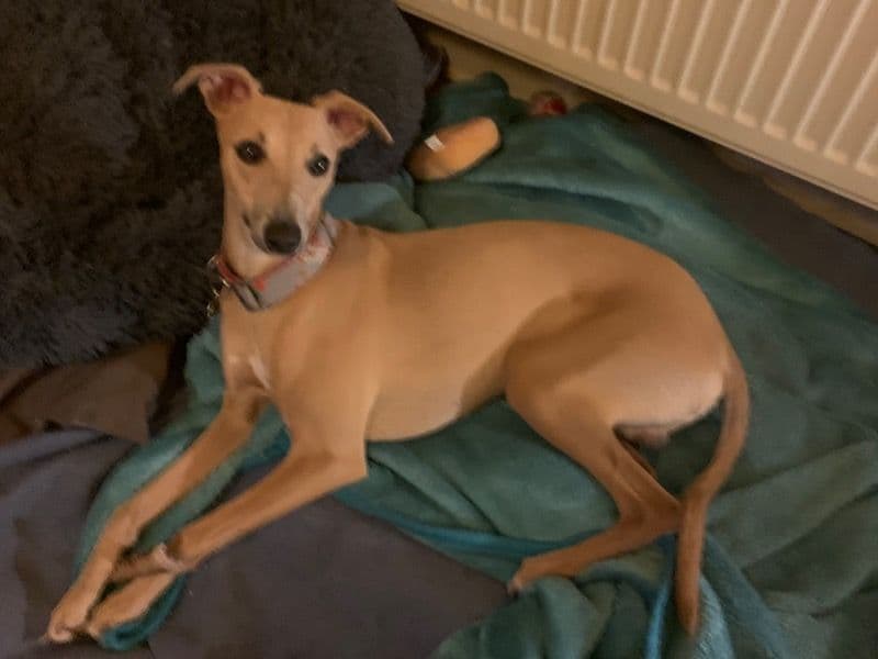 Whippet 2 years 1 month old male medium named Leo for breeding in Surrey, England | Petmeetly