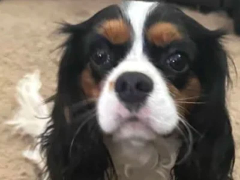 Cavalier King Charles Spaniel 1 year 1 month old male small named Charlie for breeding in Hendricks County, Indiana | Petmeetly