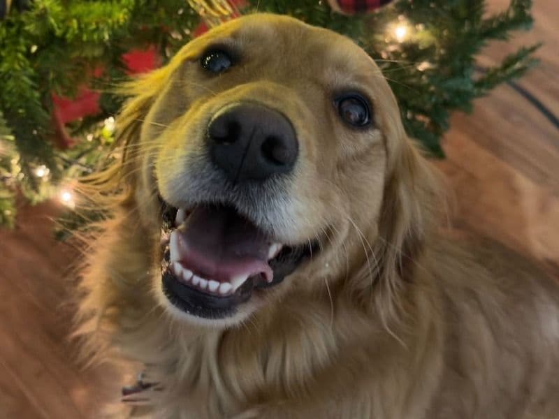 Golden Retriever 2 years 3 months old female medium named Molly for breeding in Spalding County, Georgia | Petmeetly