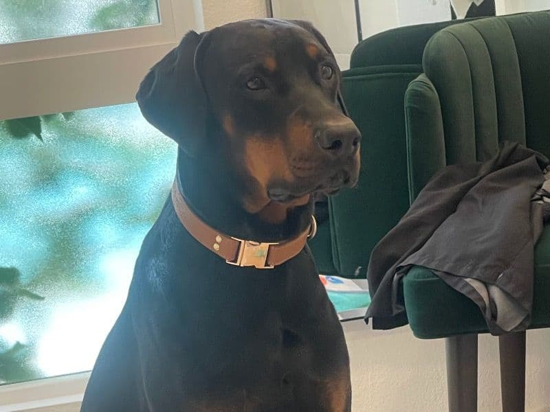 Doberman 5 years 10 months old male large named Rocko for breeding in Los Angeles County, California | Petmeetly