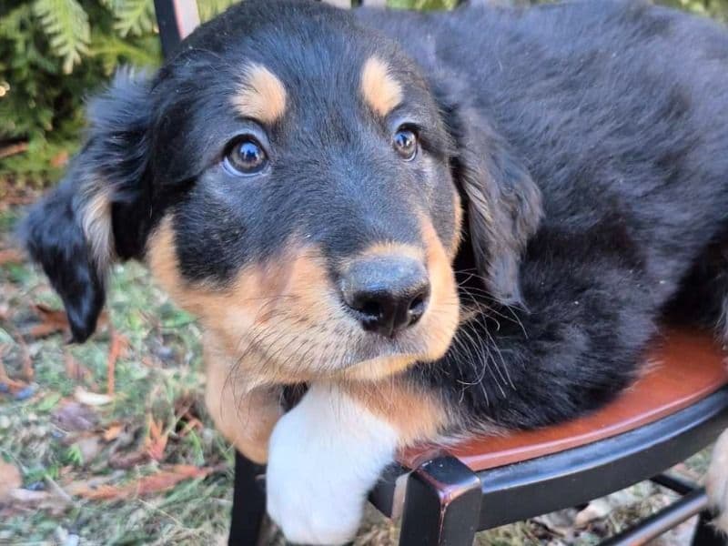 English Shepherd 2 months old male large named Max for sale in Dauphin County, Pennsylvania | Petmeetly