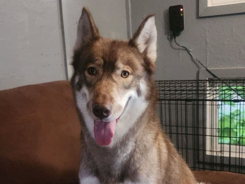 Siberian Husky 3 years old female medium named Saige for breeding in Washington County, Iowa | Petmeetly