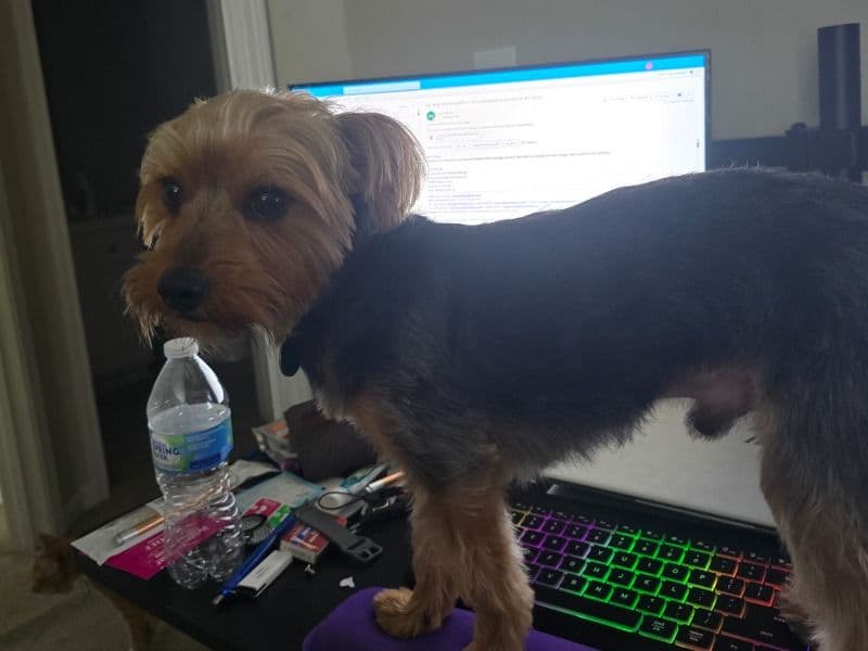 Yorkie primary photo