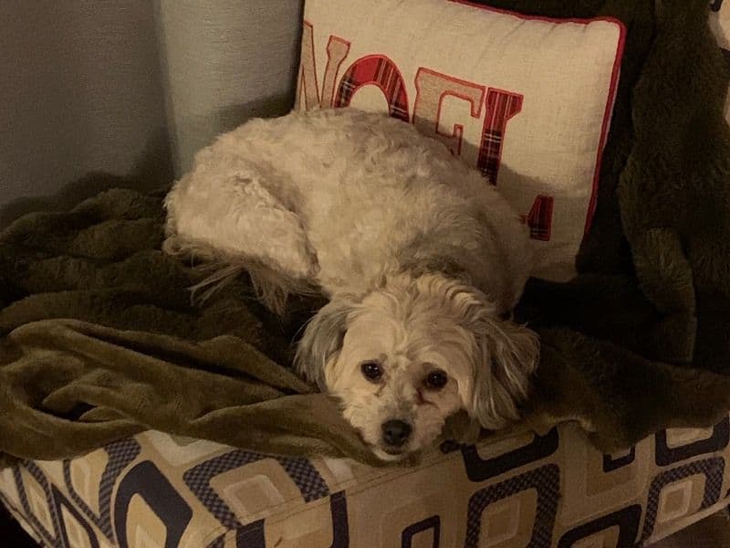 Havanese 2 years 7 months old female small named Winnie for breeding in Woodlands County, Alberta | Petmeetly