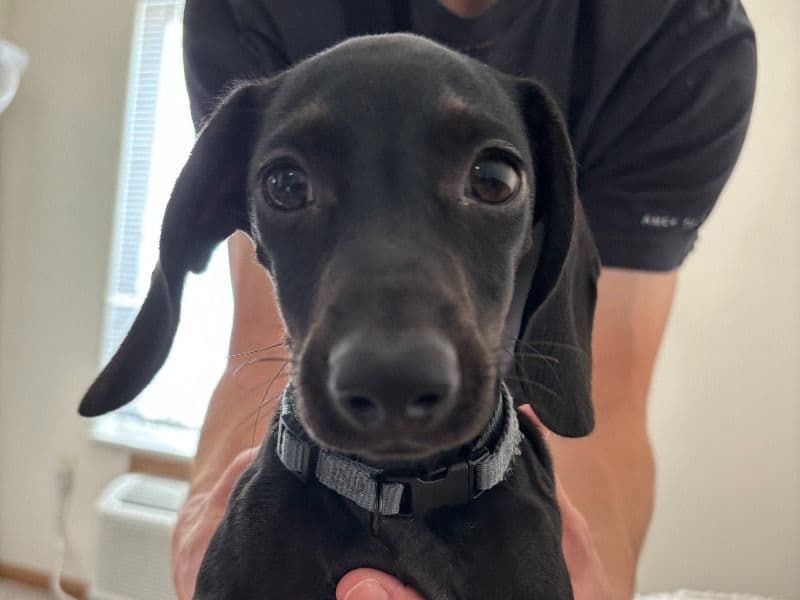 Miniature Dachshund 1 year 1 month old male small named Duncan for breeding in Henry County, Iowa | Petmeetly