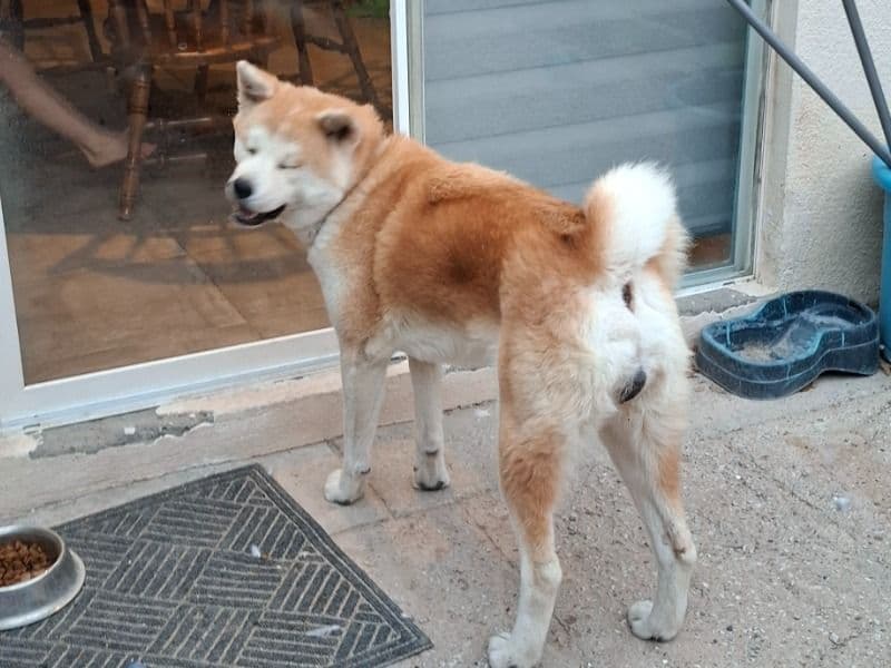 Japanese Akita 2 years old female large named Akira for breeding in Juárez, Chihuahua | Petmeetly