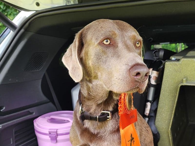 Goose - Labrador Retriever | Petmeetly