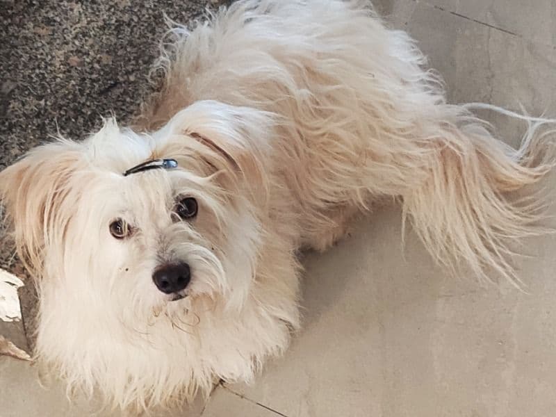 Ponchi primary photo