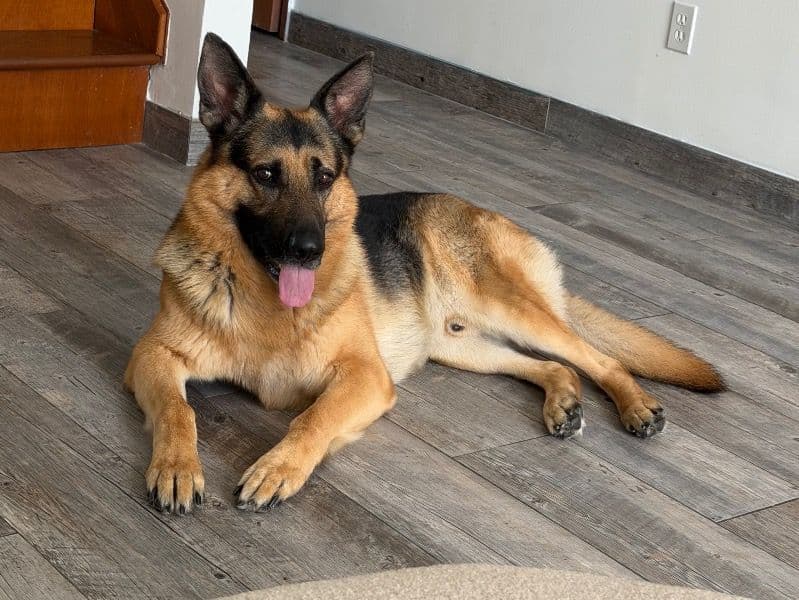 German Shepherd 4 years old male large named Fire for breeding in Orange County, Florida | Petmeetly