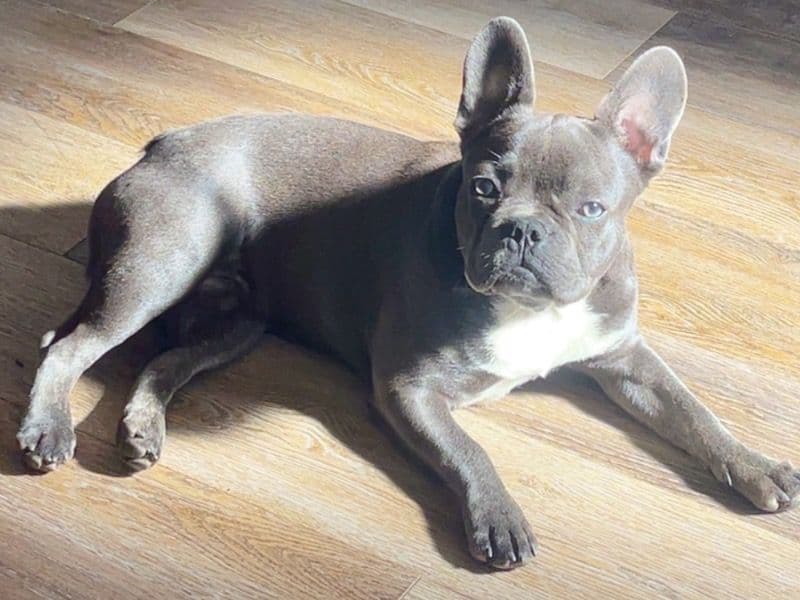 French Bulldog 1 year 3 months old male medium named Lennox for breeding in West Lothian, Scotland | Petmeetly