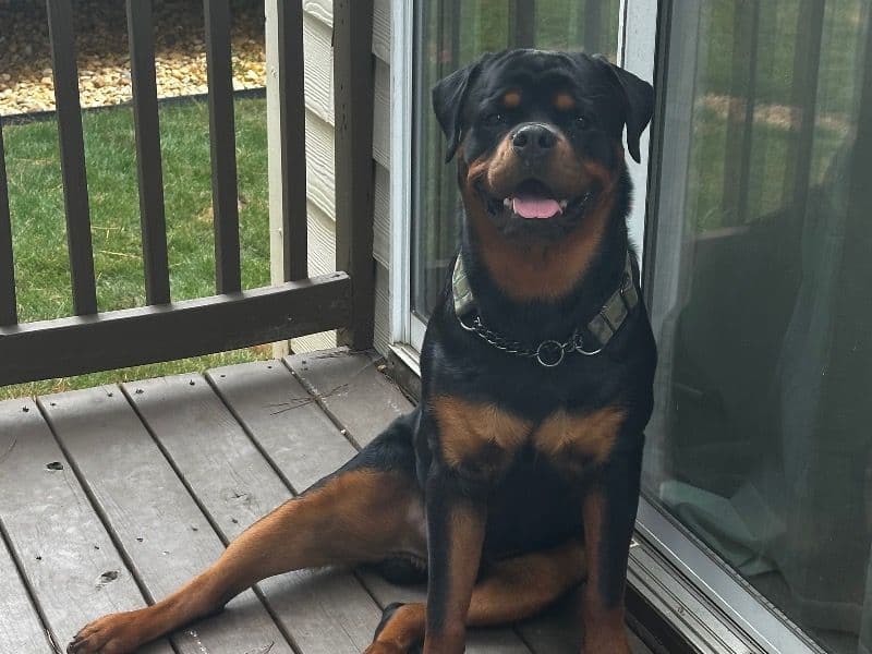 German Rottweiler 1 year 11 months old male extra large named Kimbo for breeding in Fulton County, Georgia | Petmeetly