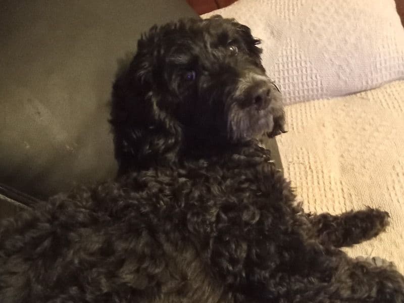 Cockapoo 3 years 6 months old female medium named Rosie for breeding in Greater London, England | Petmeetly