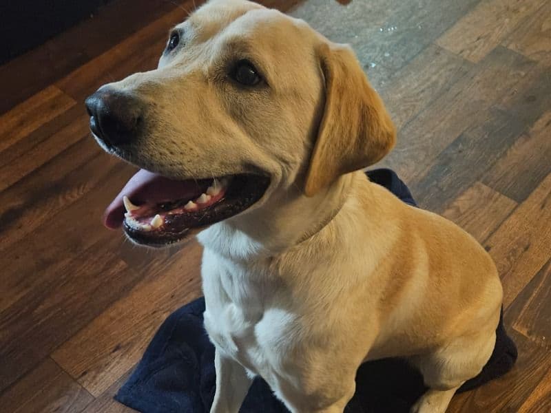 English Labrador Retriever 1 year 4 months old male large named Kaiju for breeding in San Bernardino County, California | Petmeetly