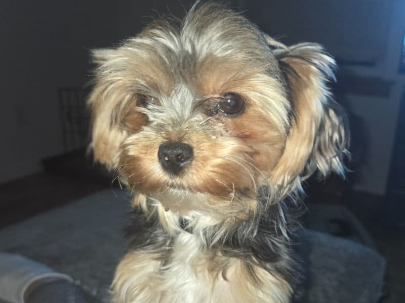Yorkshire Terrier 1 year 8 months old female small named Athena for breeding in Chemung County, New York | Petmeetly