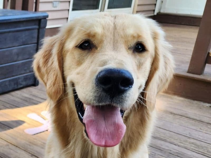 Zoey primary photo