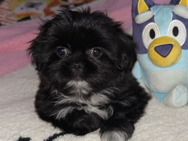Miniature Shih Tzu 4 months old female small named Wednesday Addams for breeding in Baker County, Florida | Petmeetly
