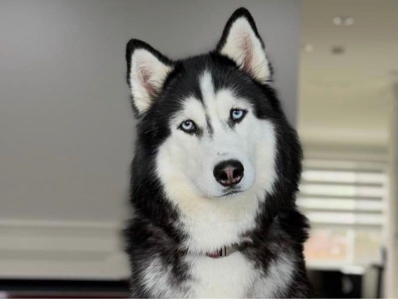 Siberian Husky 5 years 4 months old male large named Poopie for breeding in Surrey, England | Petmeetly