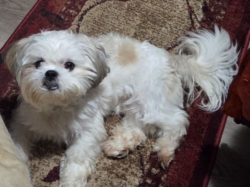Shih Tzu 2 years 2 months old male small named Ace for breeding in Carroll County, Georgia | Petmeetly