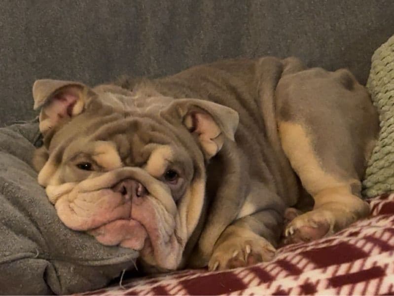 White English Bulldog 1 year old male medium named Gimli for breeding in Mobile County, Alabama | Petmeetly