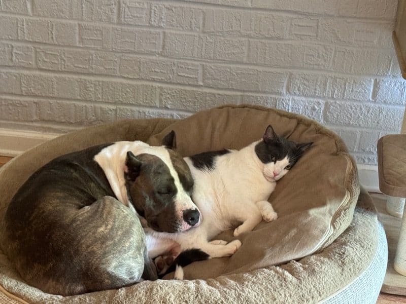 American Staffordshire Terrier 2 years 11 months old male large named Rocky for breeding in Cook County, Illinois | Petmeetly