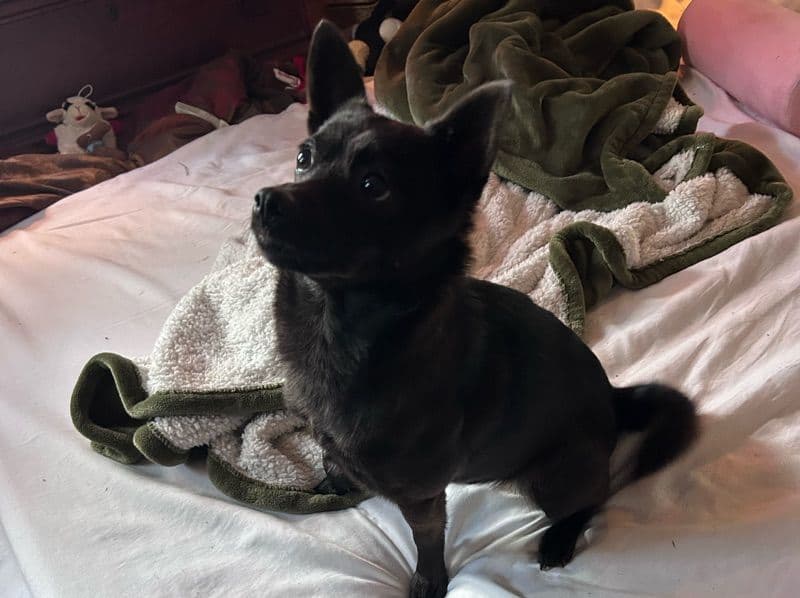 Chihuahua 1 year old female small named Vigga for adoption in Alachua County, Florida | Petmeetly