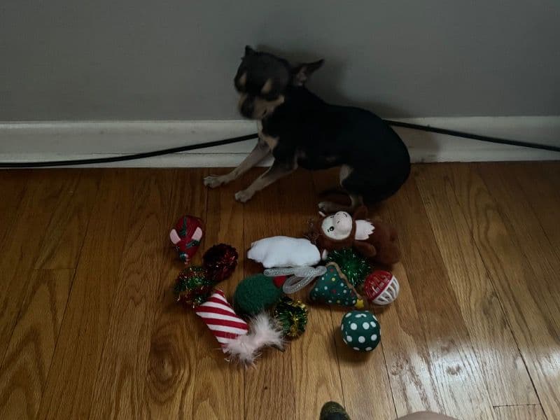 Chihuahua 2 years 3 months old female small named Pebbles for breeding in Cook County, Illinois | Petmeetly