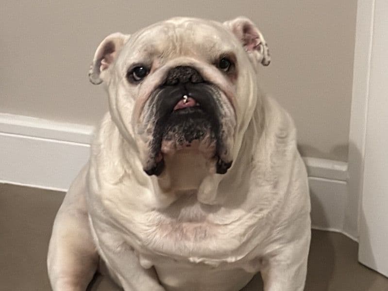 White English Bulldog 10 years 4 months old male large named Bronson for breeding in Central Bedfordshire, England | Petmeetly