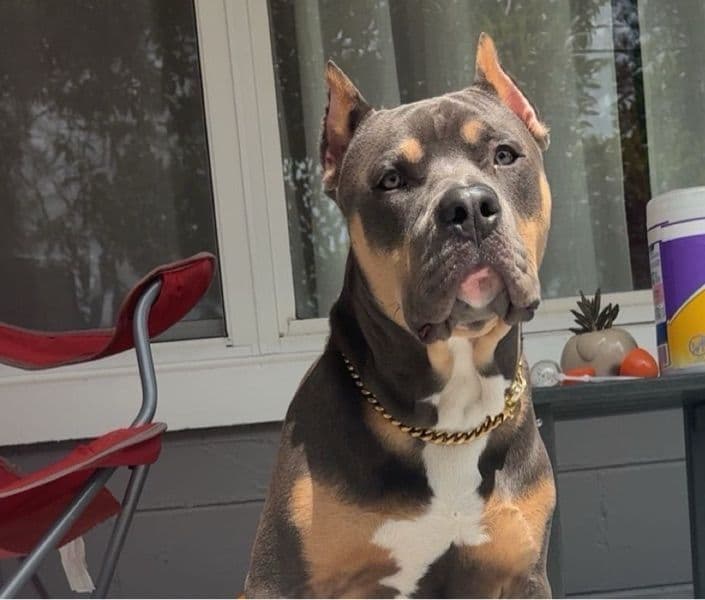 American Bulldog 1 year 5 months old male extra large named Kodak for breeding | Petmeetly