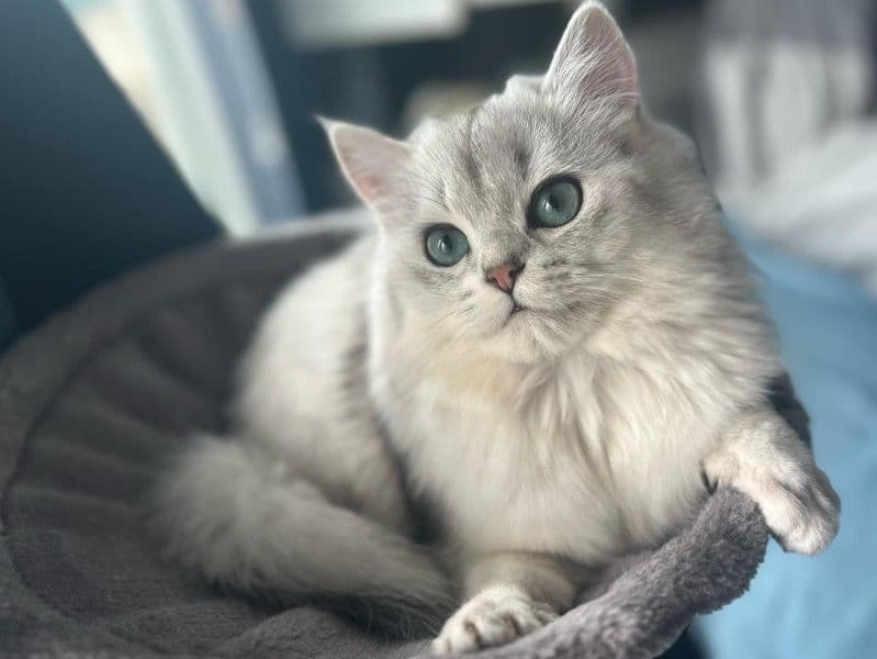 British Longhair 10 months old male named Aslan for breeding in Hamburg, Hamburg | Petmeetly