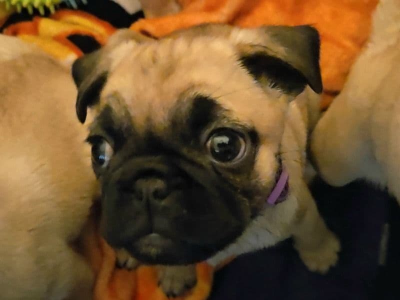 Pug 2 months old female small named Purple for sale in Clark County, Nevada | Petmeetly