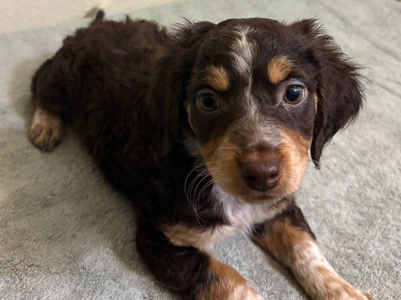 Australian Shepherd 2 months old female small named Na for sale in Maricopa County, Arizona | Petmeetly