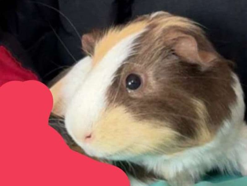 Snickers primary photo