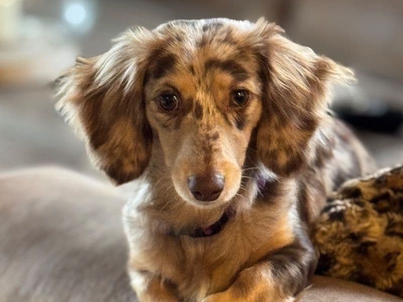 Dachshund 2 years 2 months old female small named Pippa for breeding in Mendocino County, California | Petmeetly