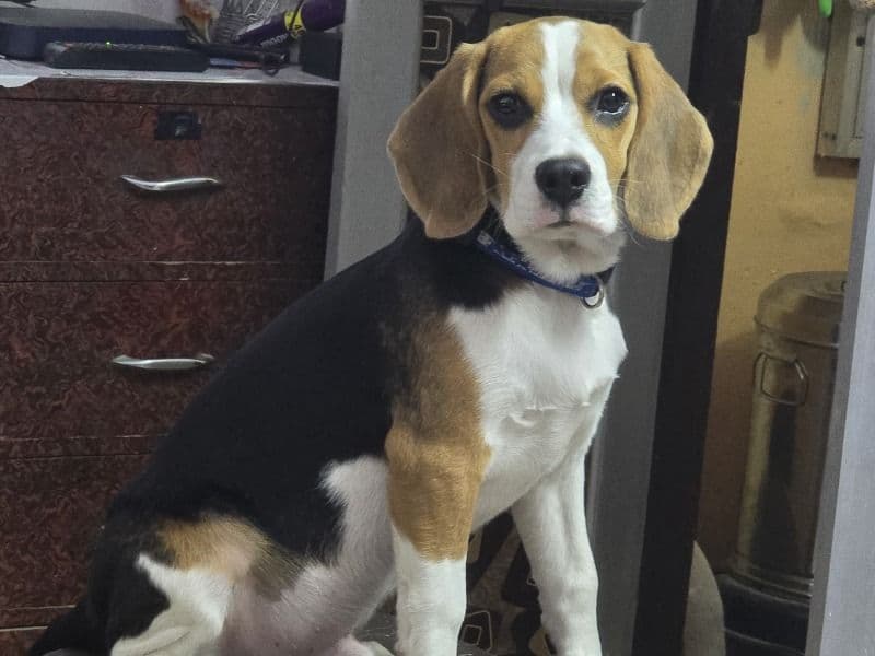 Beagle 1 year 7 months old male medium named Rocky for breeding in Ajmer Division, Rajasthan | Petmeetly