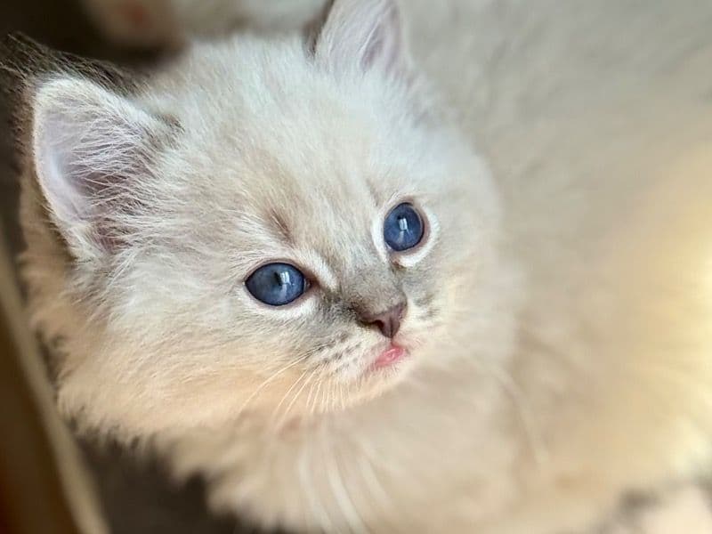 Toto - Ragdoll | Petmeetly