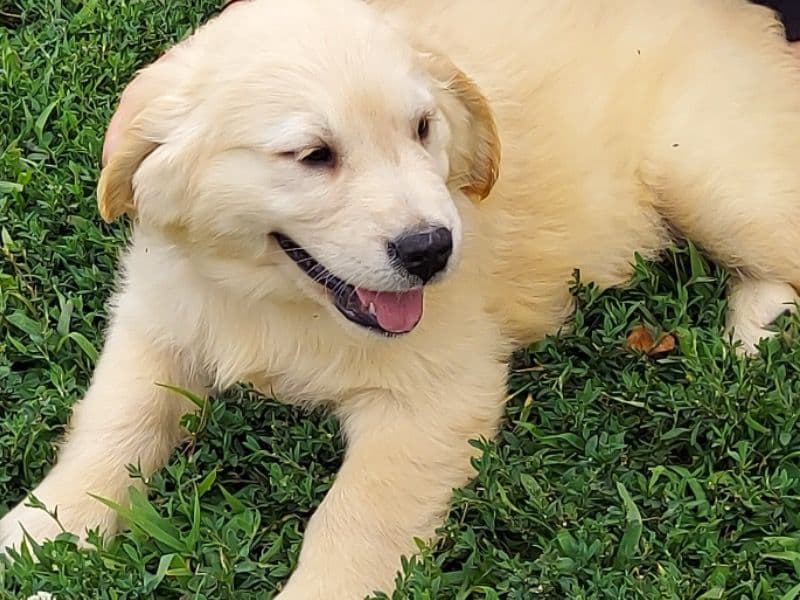 Golden Retriever 1 year 2 months old female medium named Mia for breeding in New York, New York | Petmeetly
