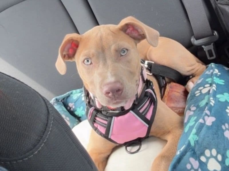 American Staffordshire Terrier 10 months old female medium named Roux for sale in Hillsborough County, Florida | Petmeetly