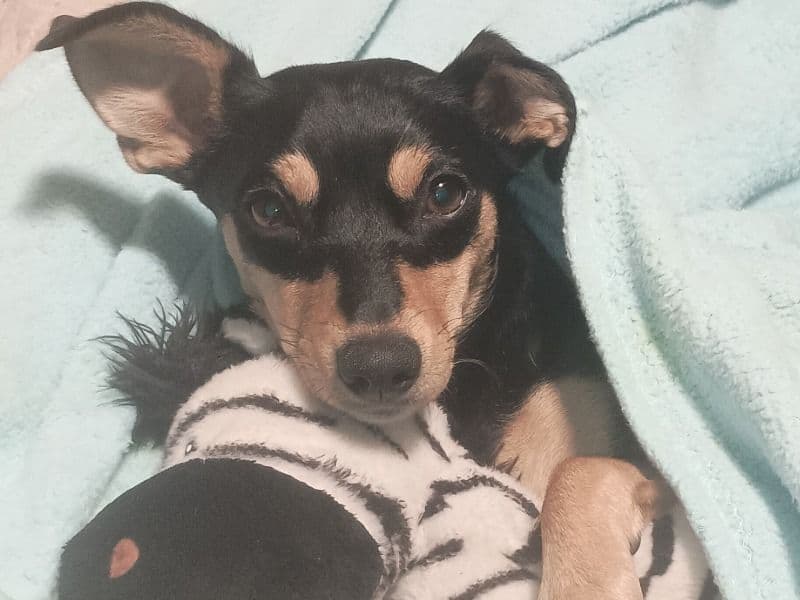 Chipin 1 year 7 months old female medium named Minnie for breeding in Bristol County, Massachusetts | Petmeetly