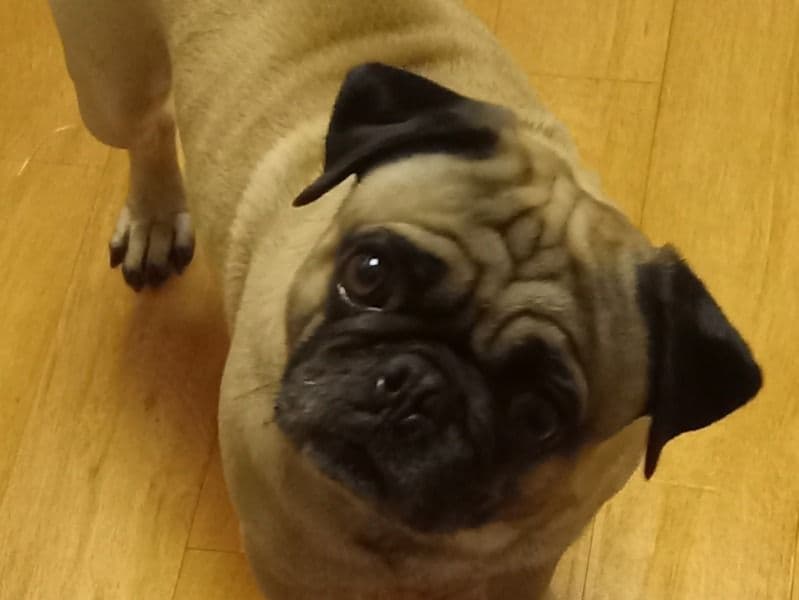 Pug 2 years 10 months old male medium named Bennie for breeding in San Diego County, California | Petmeetly
