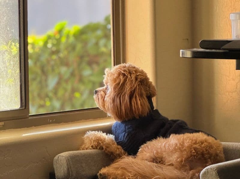 Cavalier King Charles Spaniel 1 year old male small named Beowoof for breeding in Maricopa County, Arizona | Petmeetly