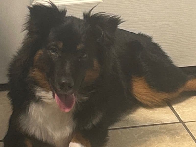 Australian Shepherd 1 year old male large named Baloo for breeding in Lowndes County, Georgia | Petmeetly