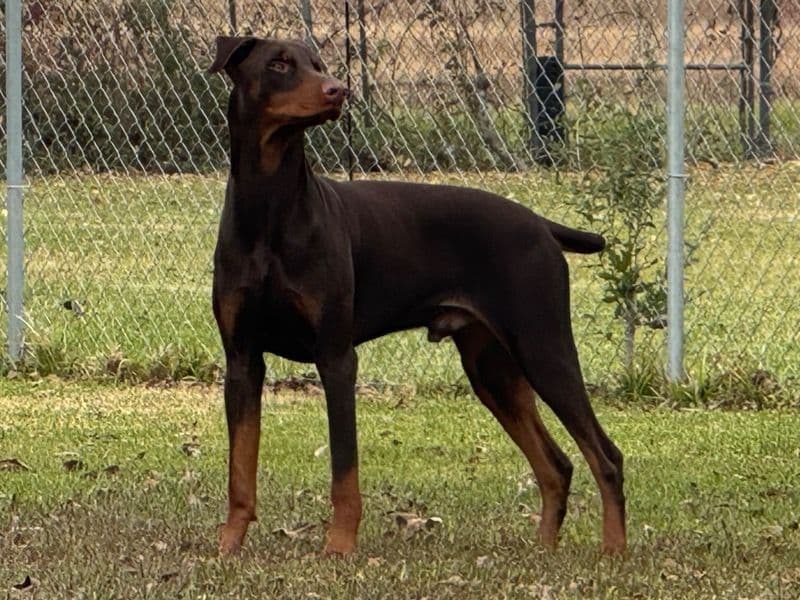 Babychief Brooks primary photo