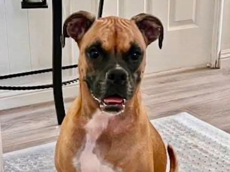 Boxer 3 years 3 months old female medium named Jazz for adoption in Ventura County, California | Petmeetly