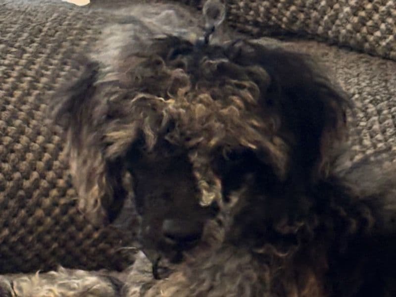 Toy Poodle 8 months old male small named Gunner for breeding in Washington County, Virginia | Petmeetly