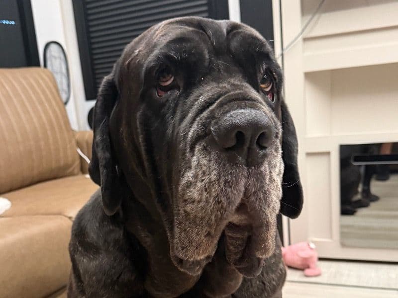Neapolitan Mastiff 6 years 4 months old male extra large named Bruce for sale in Baldwin County, Alabama | Petmeetly